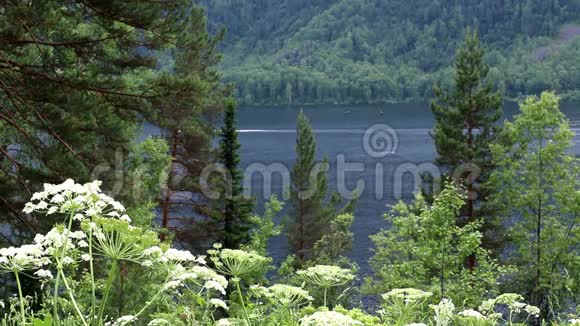 阿尔泰共和国特莱茨科耶湖景观视频的预览图