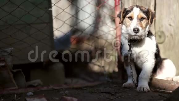 可怜的狗在狗窝里晒日光浴视频的预览图