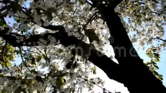 阳光穿过开花的树视频的预览图