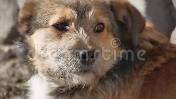 被遗弃的毛茸茸的狗坐在户外的街道上视频的预览图