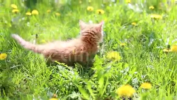 红色小猫在户外玩耍视频的预览图