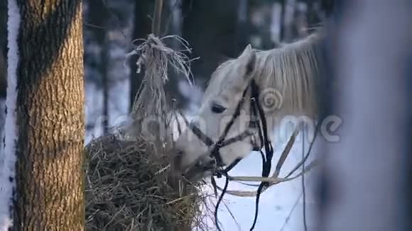 在冬天的森林里干活吃干草视频的预览图