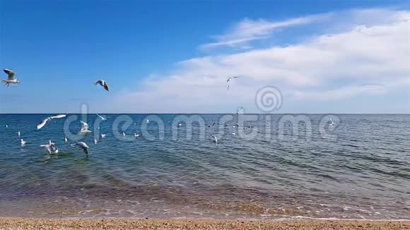 海鸥飞过海岸视频的预览图