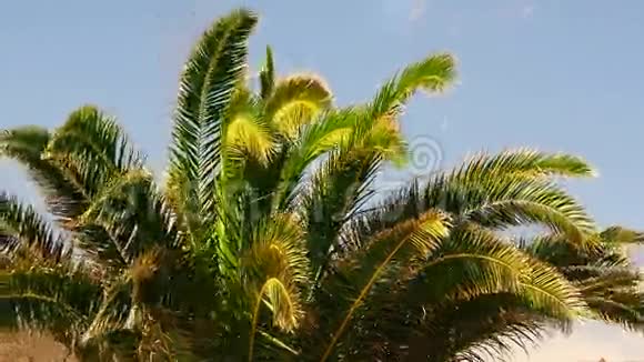 金丝雀枣棕榈在天空背景下随风而逝视频的预览图