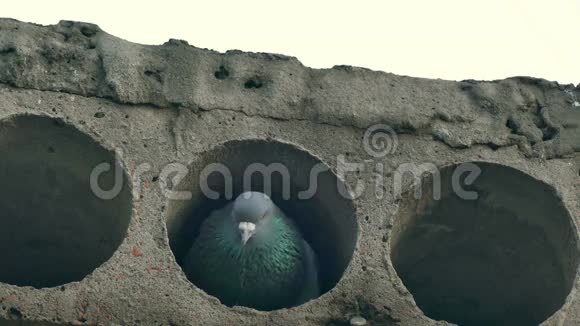 灰野鸽鸟坐在混凝土板上视频的预览图