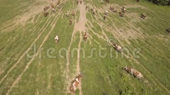 鸟瞰奶牛沿着道路行走视频的预览图