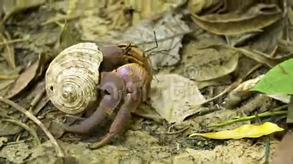 隐蟹在森林里地上奔跑泰国西米兰视频的预览图