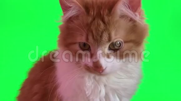 可爱的红猫视频的预览图