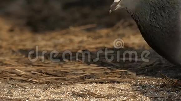 灰鸽子在森林里吃种子慢动作视频的预览图