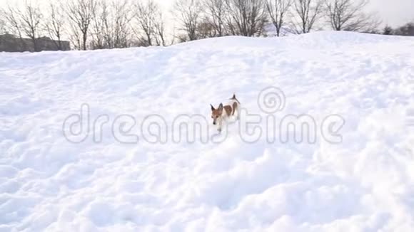 在雪地里玩狗的小滑稽视频的预览图