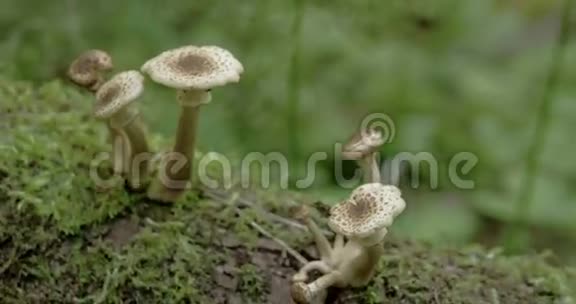在森林FS700奥德赛7Q4K的苔藓树干上长出白色蘑菇视频的预览图