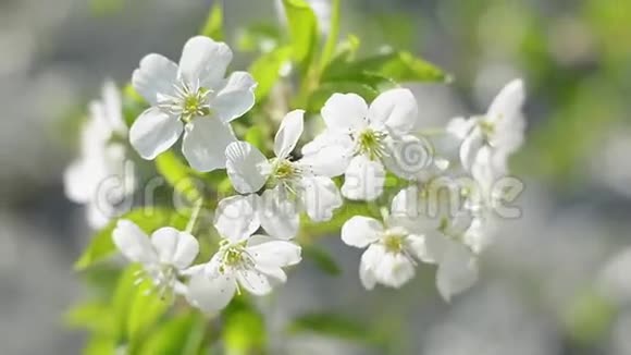 在风中摇曳的白色花序花视频的预览图