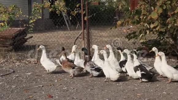 农场里的白色和斑驳的鸭子视频的预览图