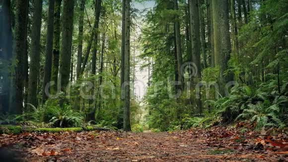 人走在穿过森林的小路上视频的预览图