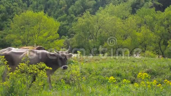 家养牲畜奶牛在草地上放牧一群奶牛在绿色的田野上放牧视频的预览图