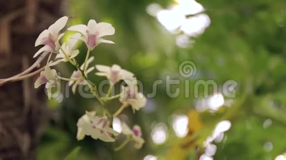 白色兰花背景视频的预览图
