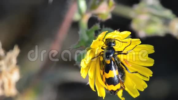 以蜜蜂为食的甲虫视频的预览图