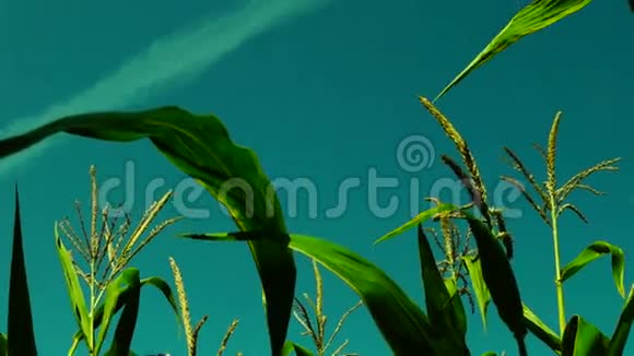 充满活力的玉米地在阳光明媚的日子里迎风而动视频的预览图