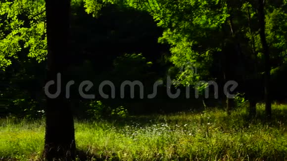 森林阳光林绿色自然景观荒野八月潘视频的预览图