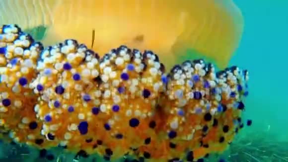 五颜六色的水母希腊视频的预览图
