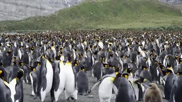 企鹅国王在海滩上的殖民地视频的预览图
