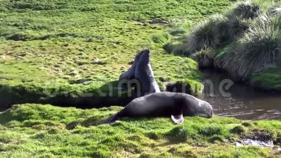 南极洲福克兰群岛海岸线上的海豹群视频的预览图