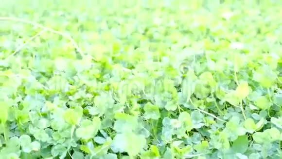 绿三叶草背景在风中视频的预览图