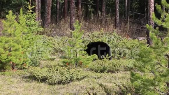黑熊在森林里视频的预览图