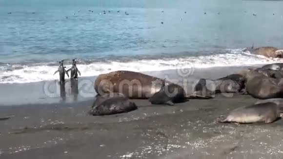 福克兰群岛海岸线上的海豹群视频的预览图
