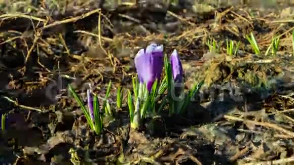 花儿在春天开时间流逝视频的预览图