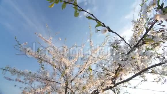 一个盛开的白色樱桃树树冠的低角度视图视频的预览图