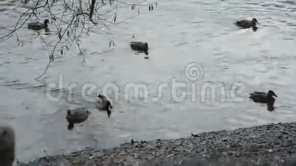 鸭子在岸边游泳秋天视频的预览图