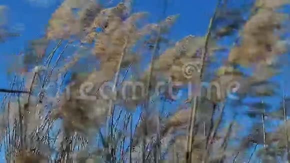 在阳光明媚的日子里野草在风中摇曳视频的预览图