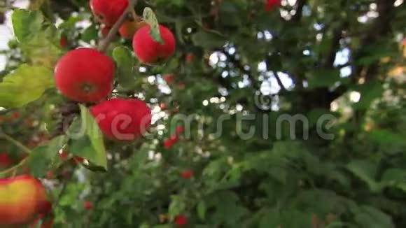 苹果树上的大红苹果视频的预览图