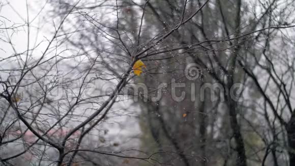 光秃秃的树和秋天的雪视频的预览图