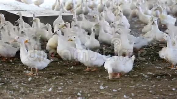 家禽农场的鸭子视频的预览图
