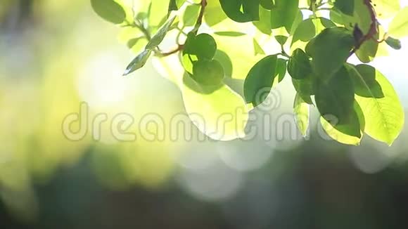 背光树叶背景视频的预览图