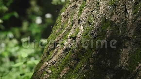 树皮上的苔藓细节选择性重点视频的预览图