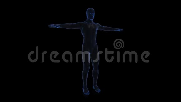 人体电线解剖身体三维渲染在黑暗背景旋转无缝环视频的预览图