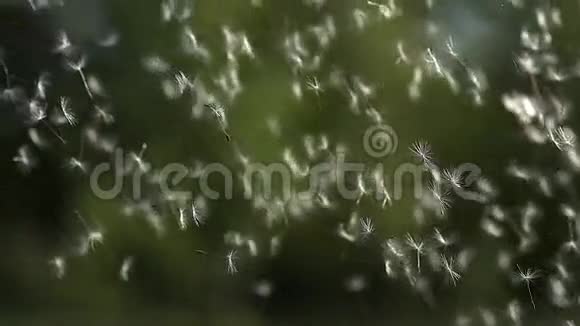常见蒲公英沙蜡种子被风吹散视频的预览图