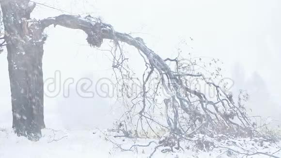 冬天的草甸树下着雪视频的预览图