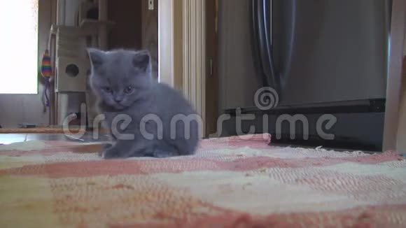 蓝色的英国小猫躺在浴室的地毯上视频的预览图