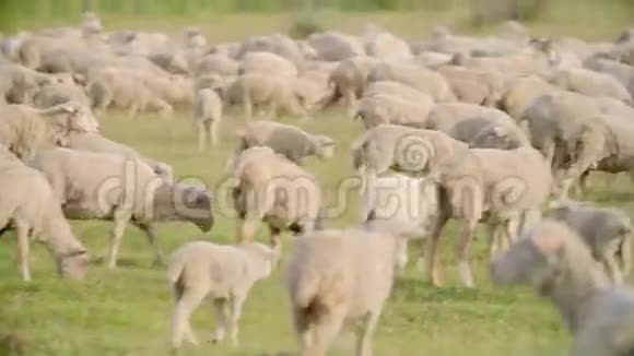 成群的羊在绿色的田野景观中放牧拍摄索尼FS7视频的预览图