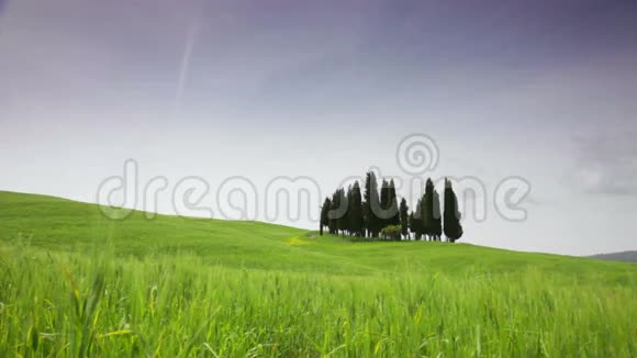 一小群柏树对着绿色的田野视频的预览图