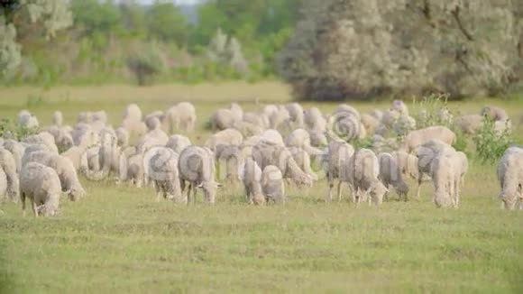 成群的羊在绿色的田野景观中放牧拍摄索尼FS7视频的预览图