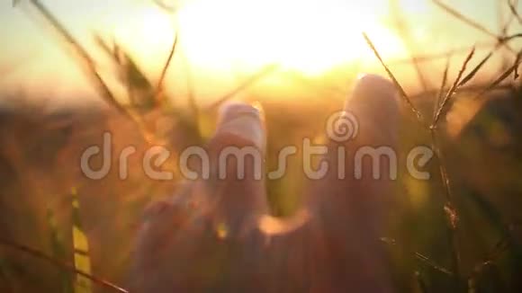 日落时分女人的手触摸麦穗模糊的视频的预览图