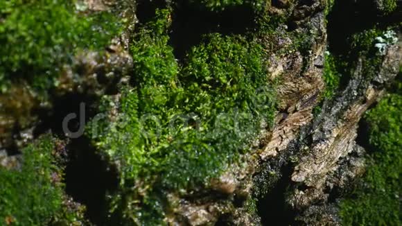 树皮上的苔藓细节选择性重点视频的预览图