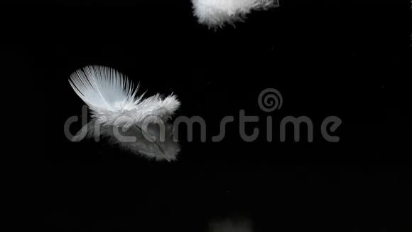 白色羽毛落在黑色背景下诺曼底视频的预览图