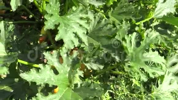 成熟的黄胡桃西葫芦蔬菜视频的预览图