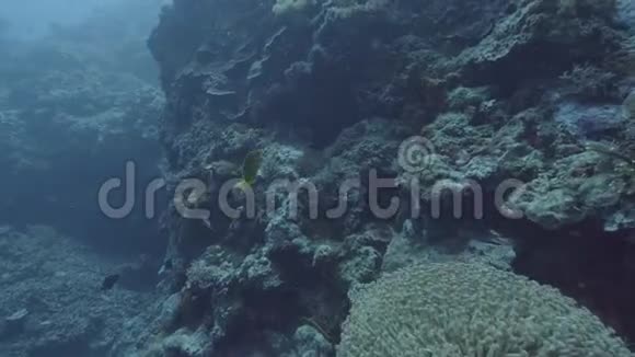 水下世界在海底的珊瑚礁中游泳的鱼一边观赏鱼类和海洋动物视频的预览图